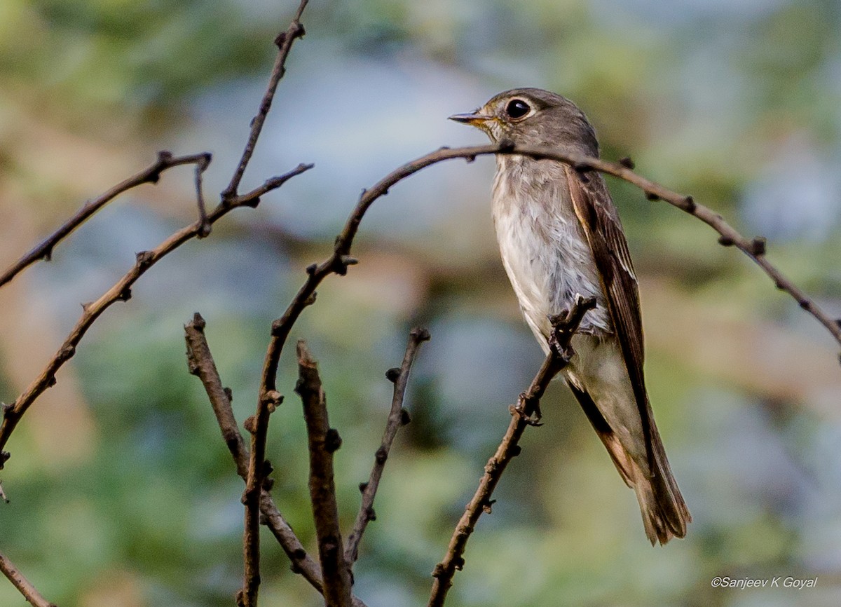 Dark-sided Flycatcher - ML257301581