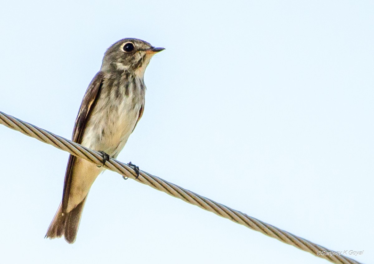 Dark-sided Flycatcher - ML257301661