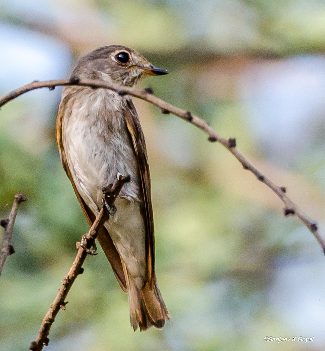 Dark-sided Flycatcher - Sanjeev Goyal