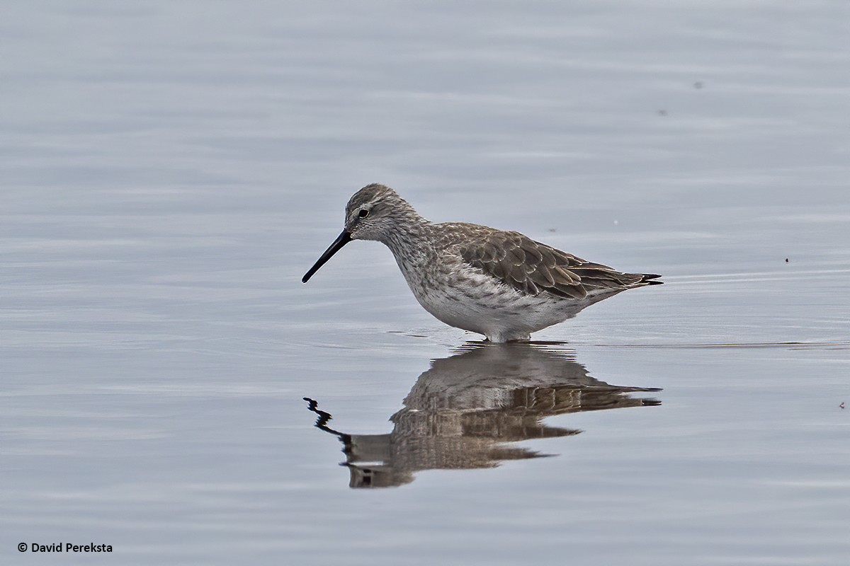 Stilt Sandpiper - David Pereksta