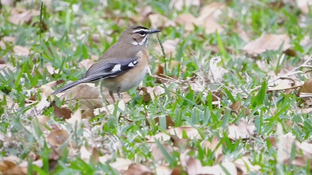 Bearded Scrub-Robin - ML257302671