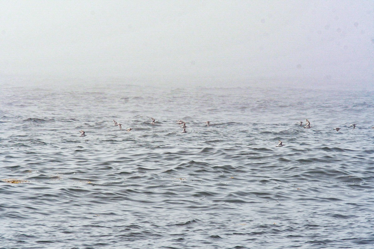 Red Phalarope - Roberta Palmer