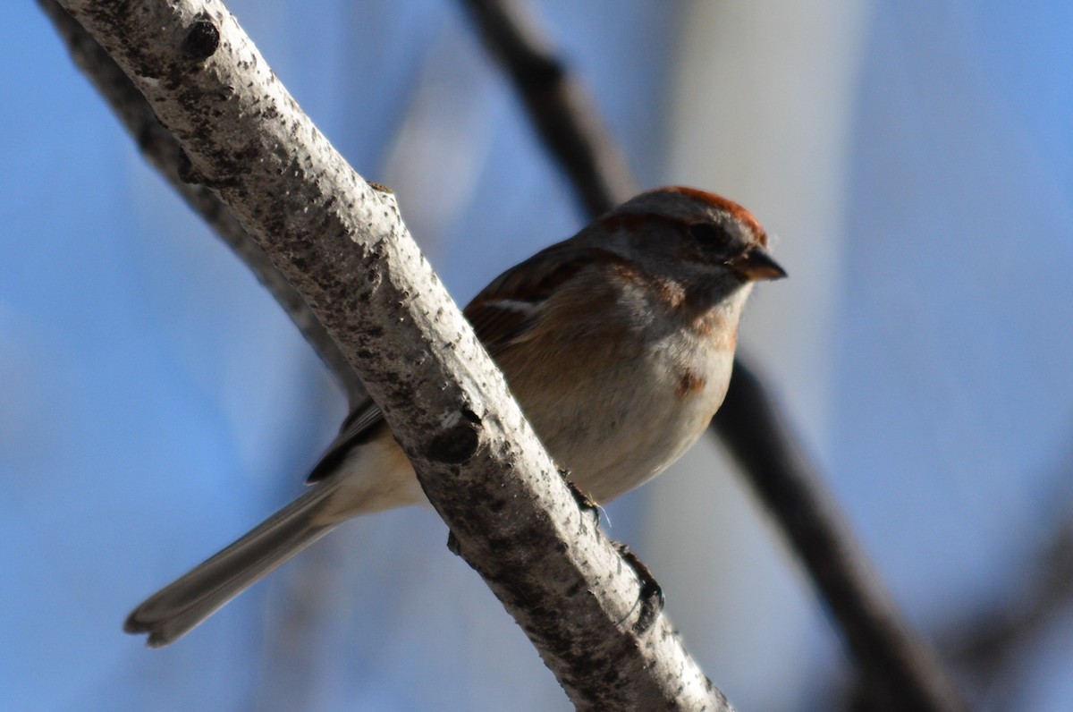 American Tree Sparrow - ML25730571
