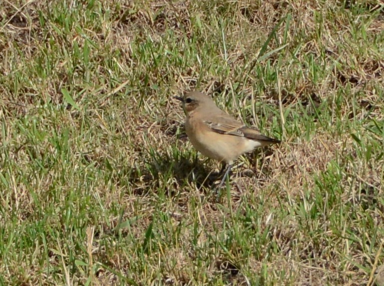 Northern Wheatear - Tini & Jacob Wijpkema