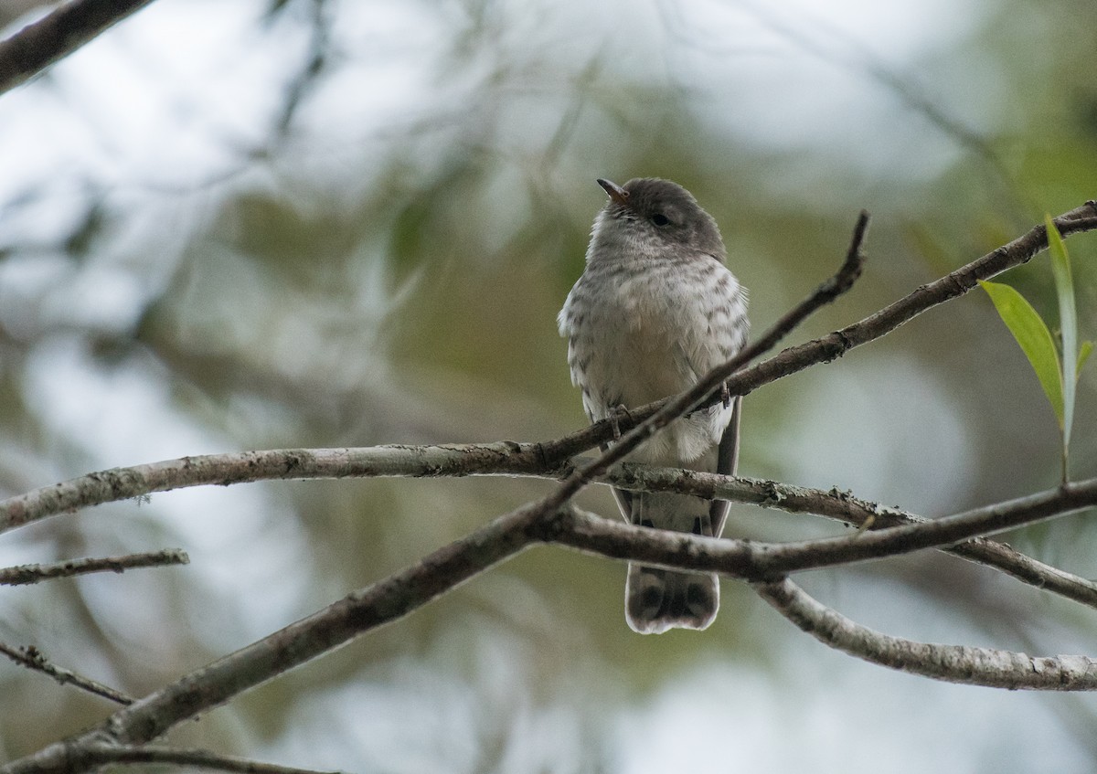 Shining Bronze-Cuckoo - Matteo Grilli