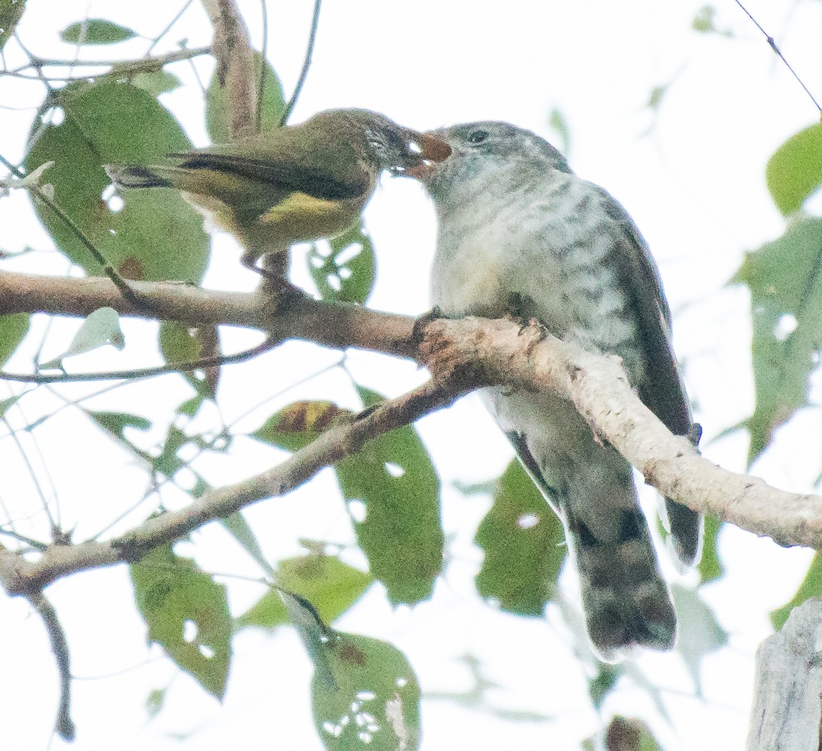 Shining Bronze-Cuckoo - Matteo Grilli