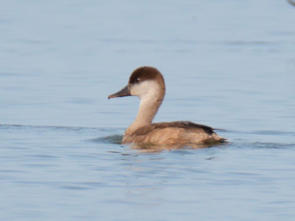 Red-crested Pochard - Murat Kocas