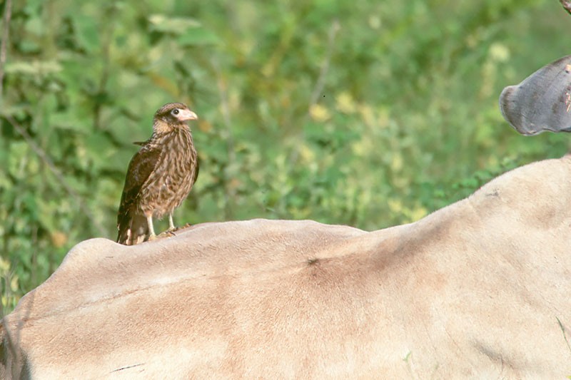 Caracara à tête jaune - ML257310501