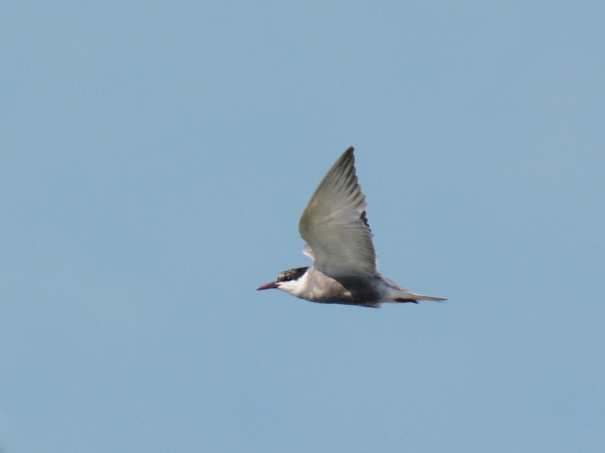 Whiskered Tern - ML257310531