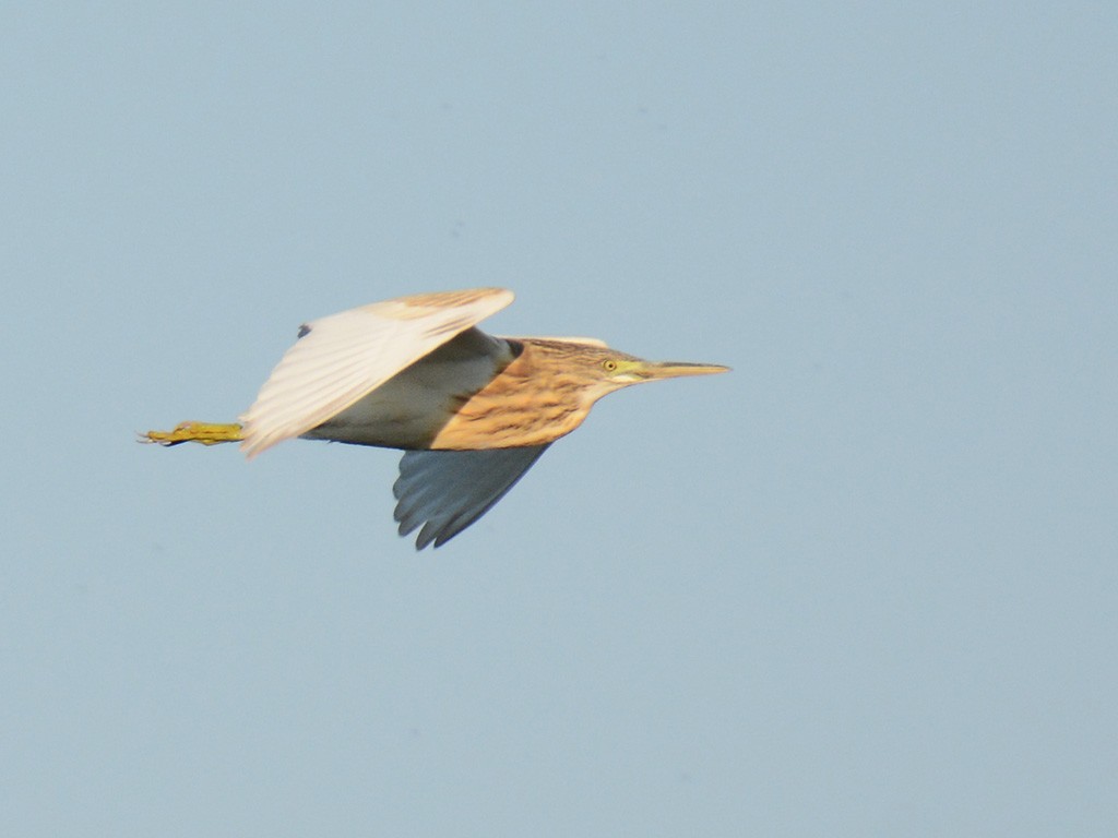 Squacco Heron - ML257310781