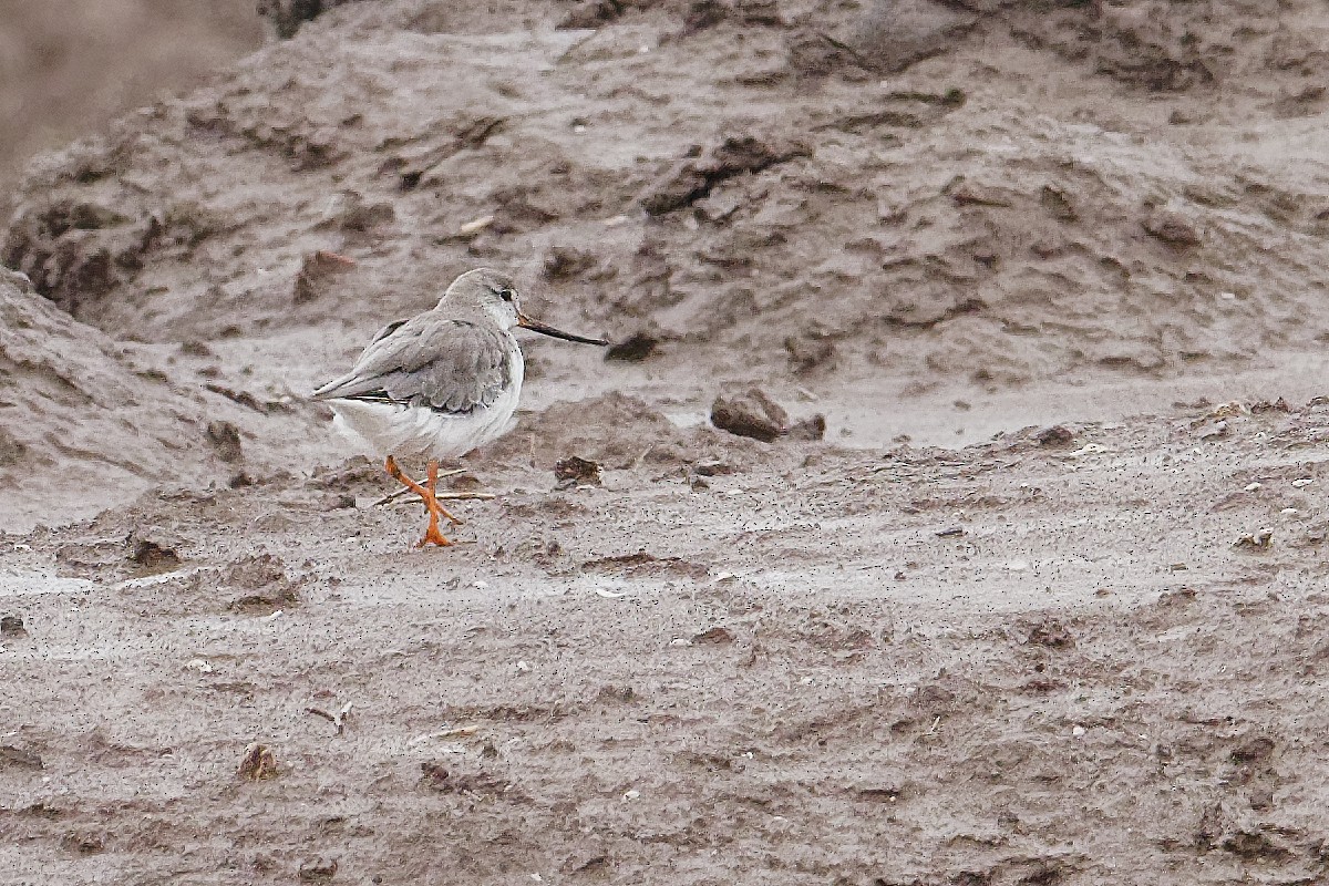 Terek Sandpiper - ML257312161