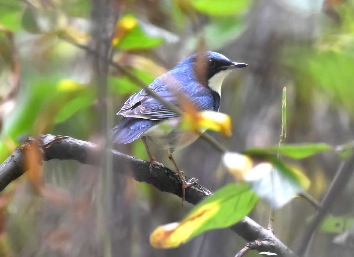 Siberian Blue Robin - ML257312291