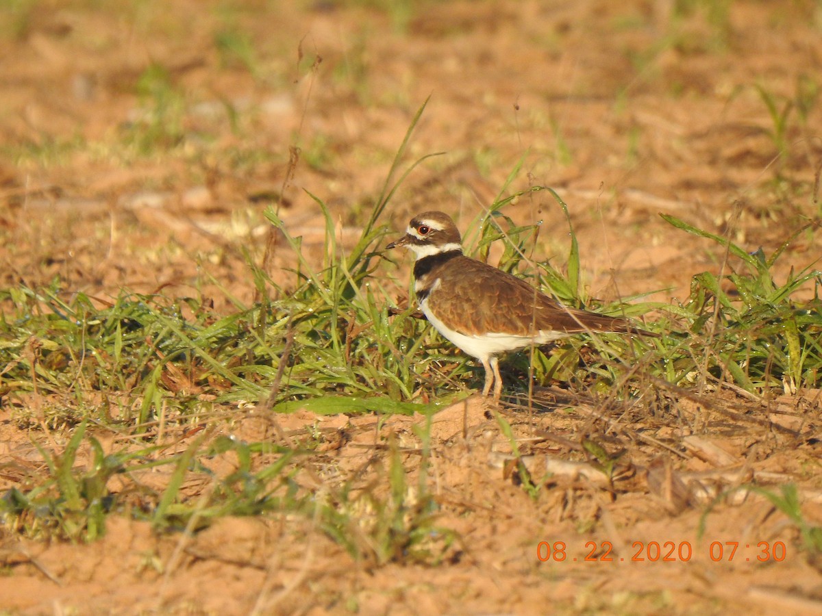 Killdeer - ML257313541