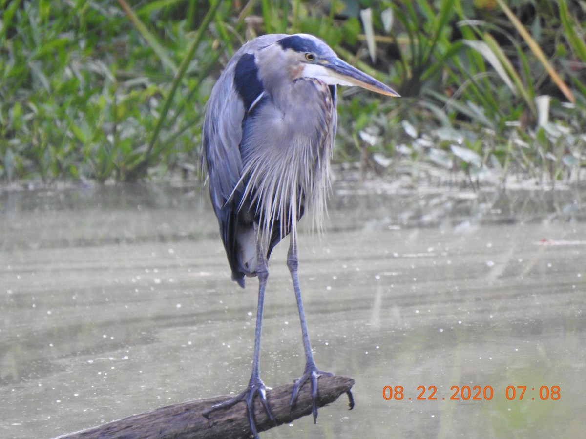 Great Blue Heron - ML257313561