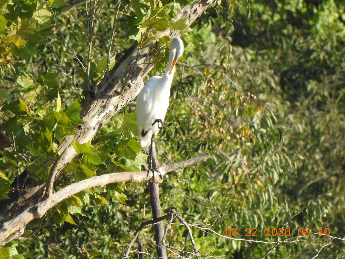 Great Egret - ML257313611