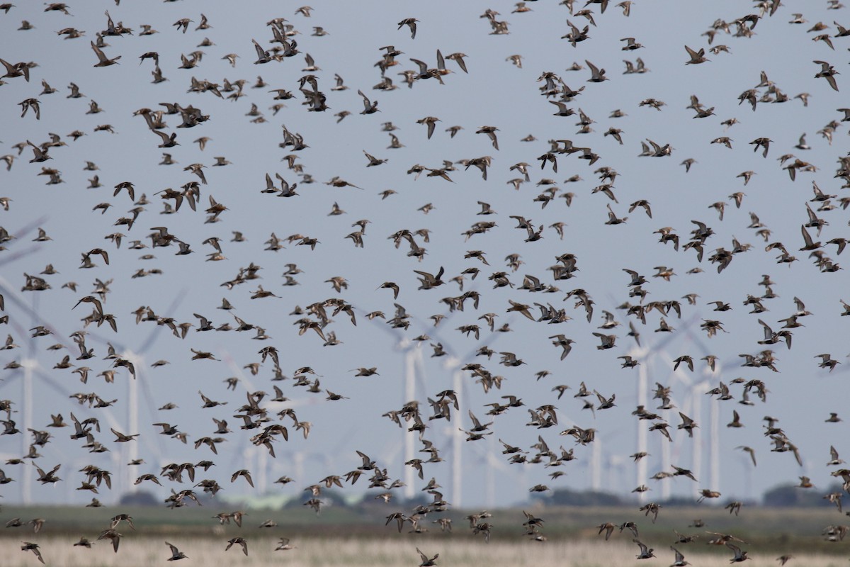 Red Knot - Hans Maier