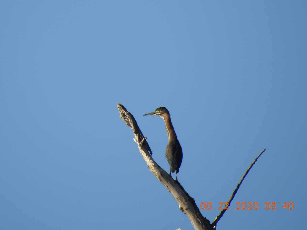 Green Heron - ML257313641