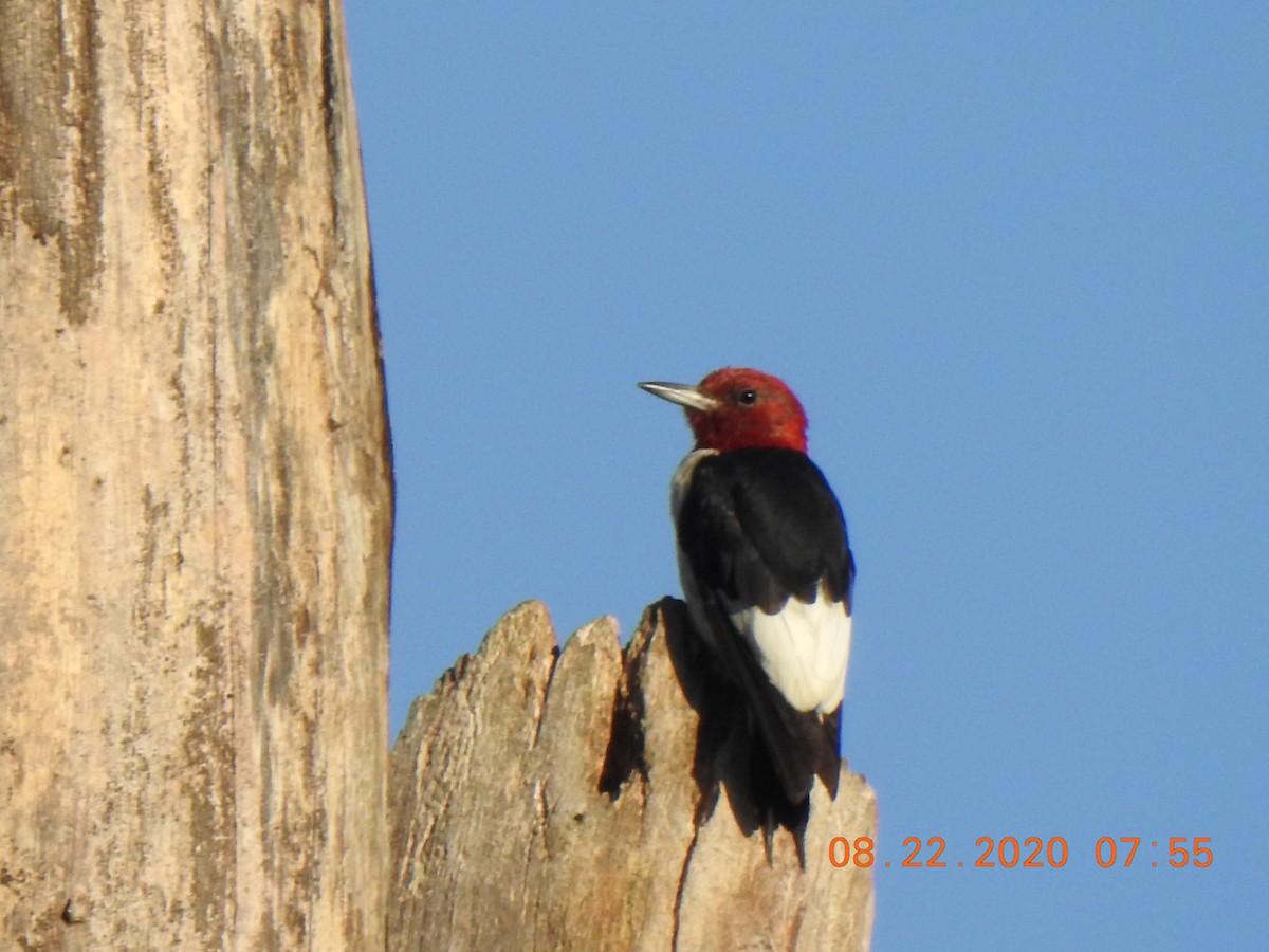 Red-headed Woodpecker - ML257313691