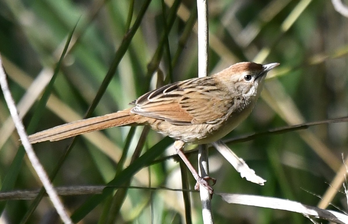 Tawny Grassbird - ML257315081