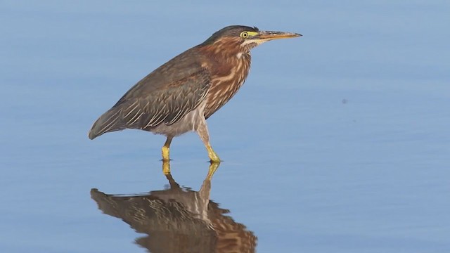 אנפית ירוקה - ML257315181