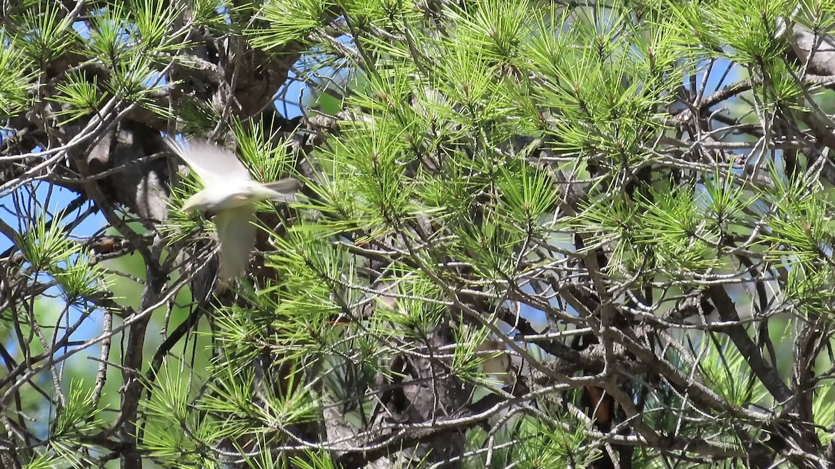 Mosquitero Papialbo - ML257316901