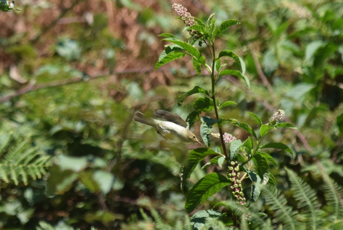 Melodious Warbler - ML257318241