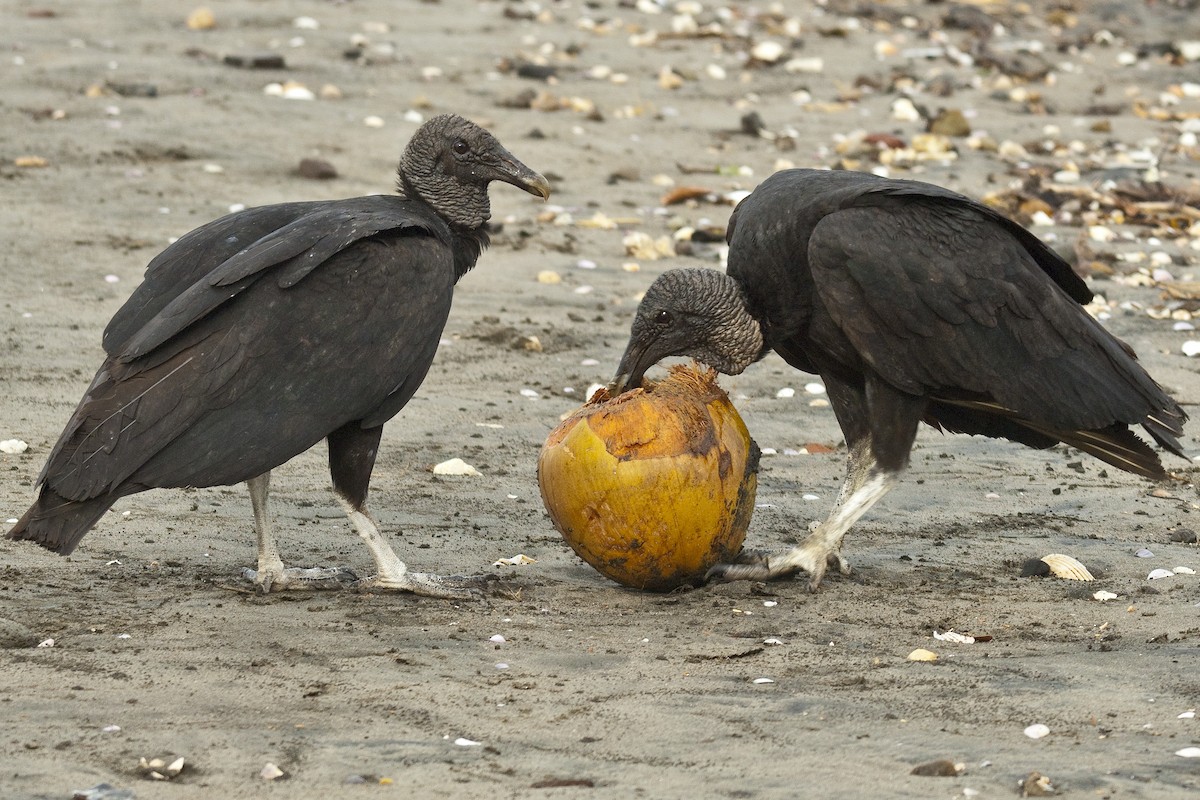 Black Vulture - Ken Langelier