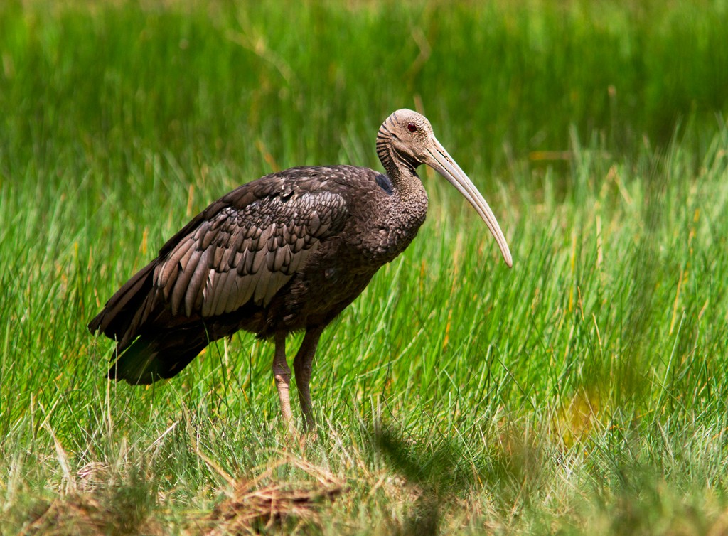 Giant Ibis - Charley Hesse TROPICAL BIRDING