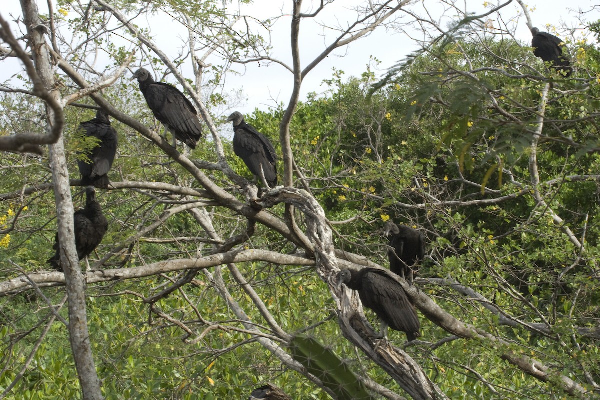 Black Vulture - ML25731941