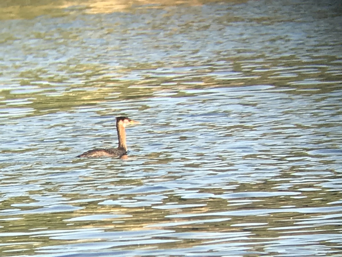 Red-necked Grebe - Joseph Welklin