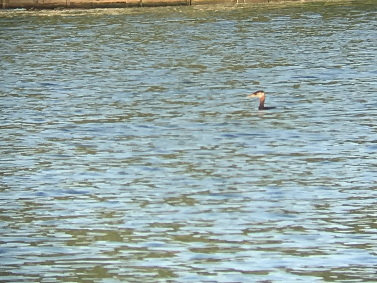 Red-necked Grebe - Joseph Welklin