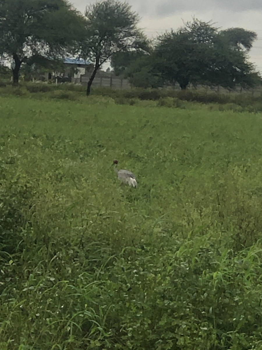 Sarus Crane - Mukesh Dudwe