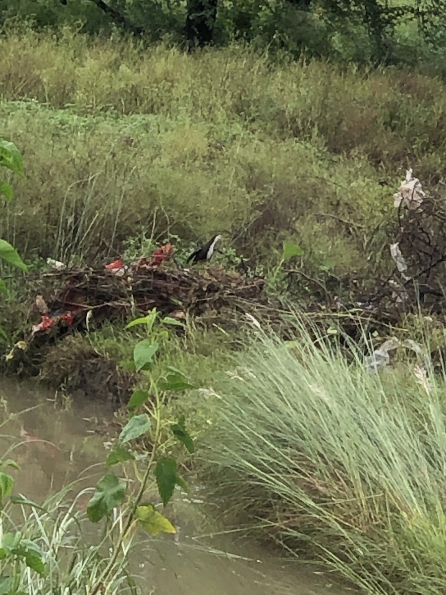 White-breasted Waterhen - ML257320751