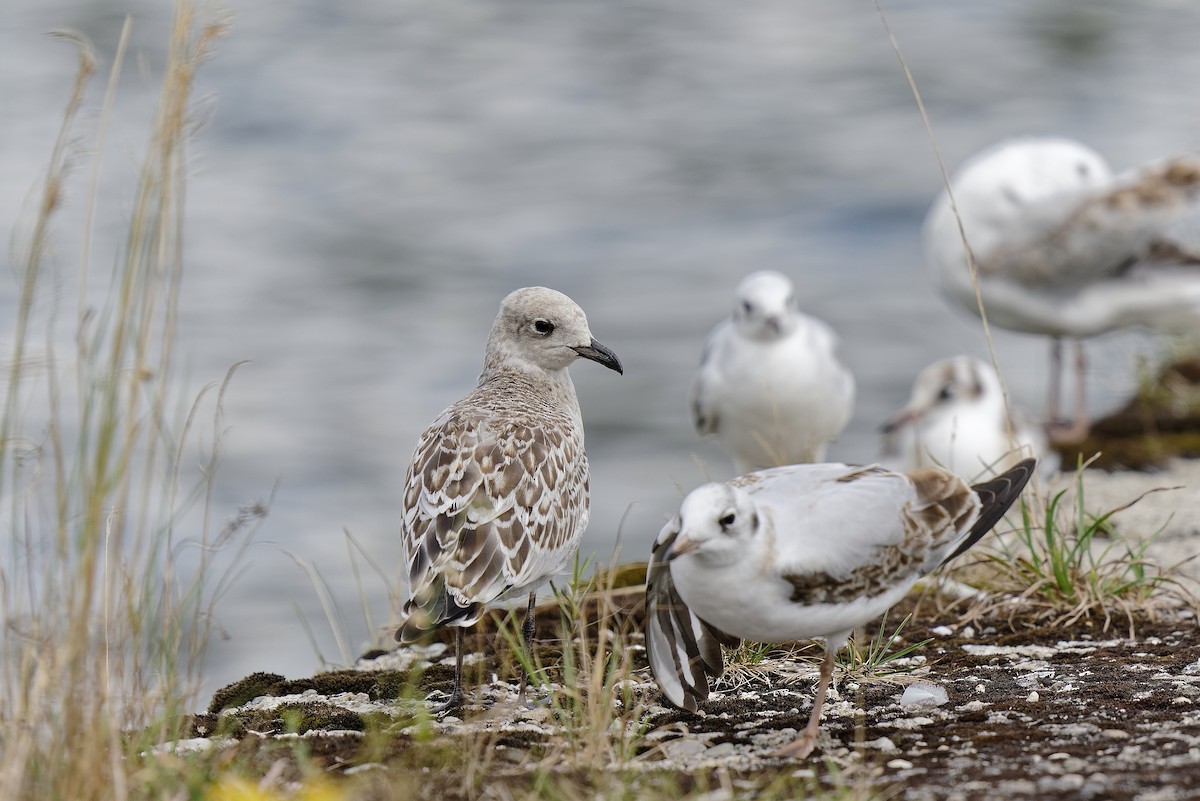 Mediterranean Gull - Holger Teichmann