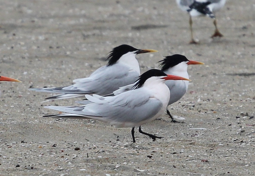 Sandwich x Elegant Tern (hybrid) - Ben Sandstrom