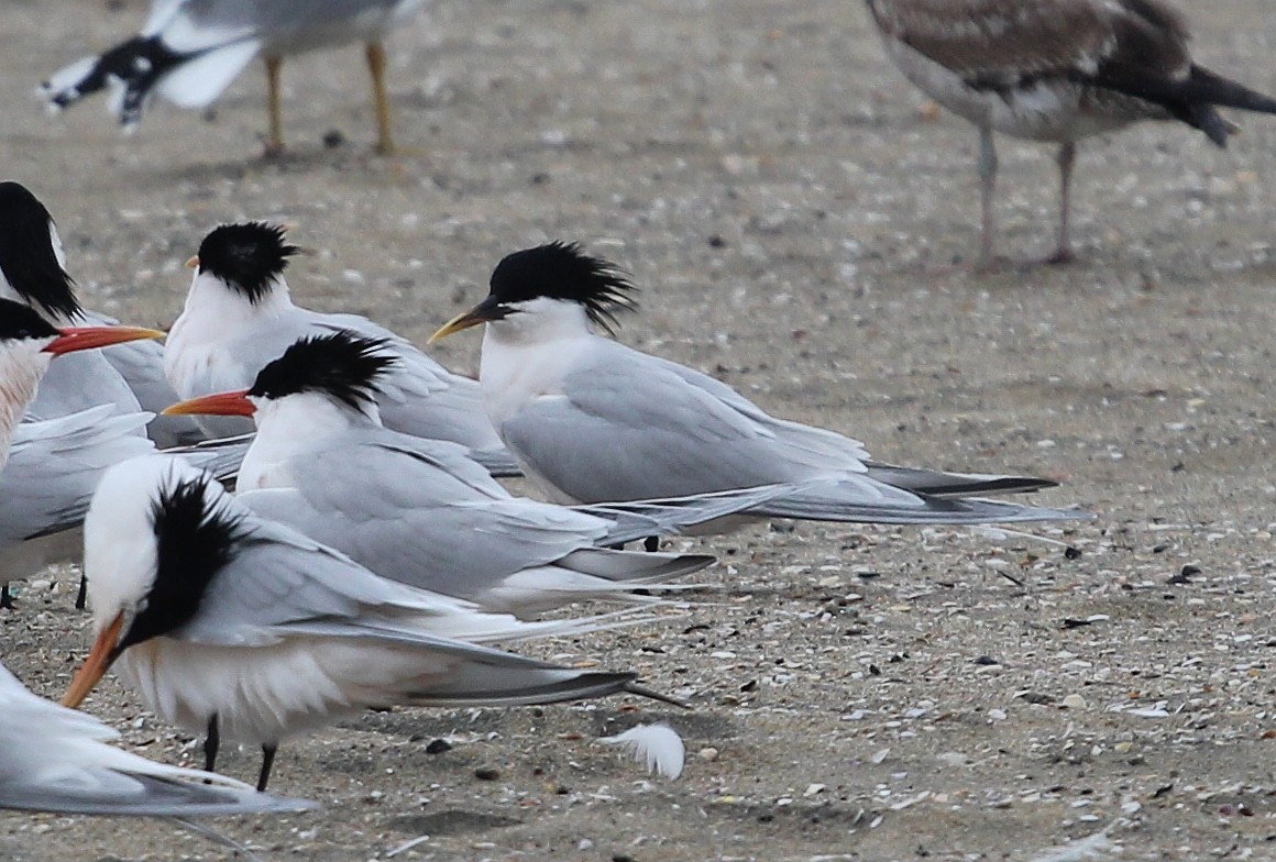 Sandwich x Elegant Tern (hybrid) - Ben Sandstrom