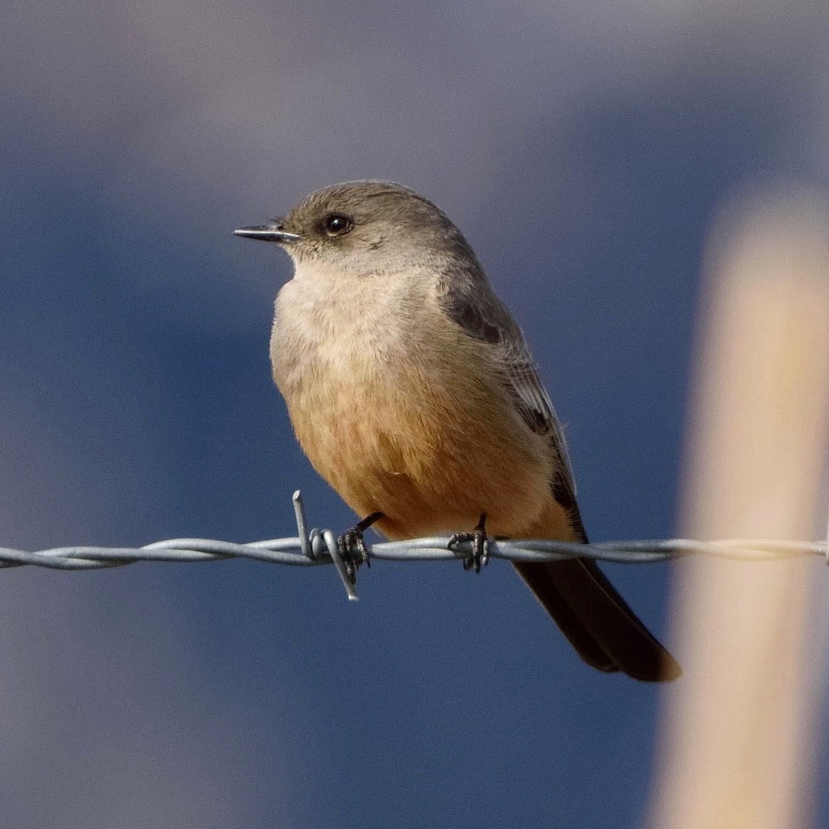 Say's Phoebe - ML25732451