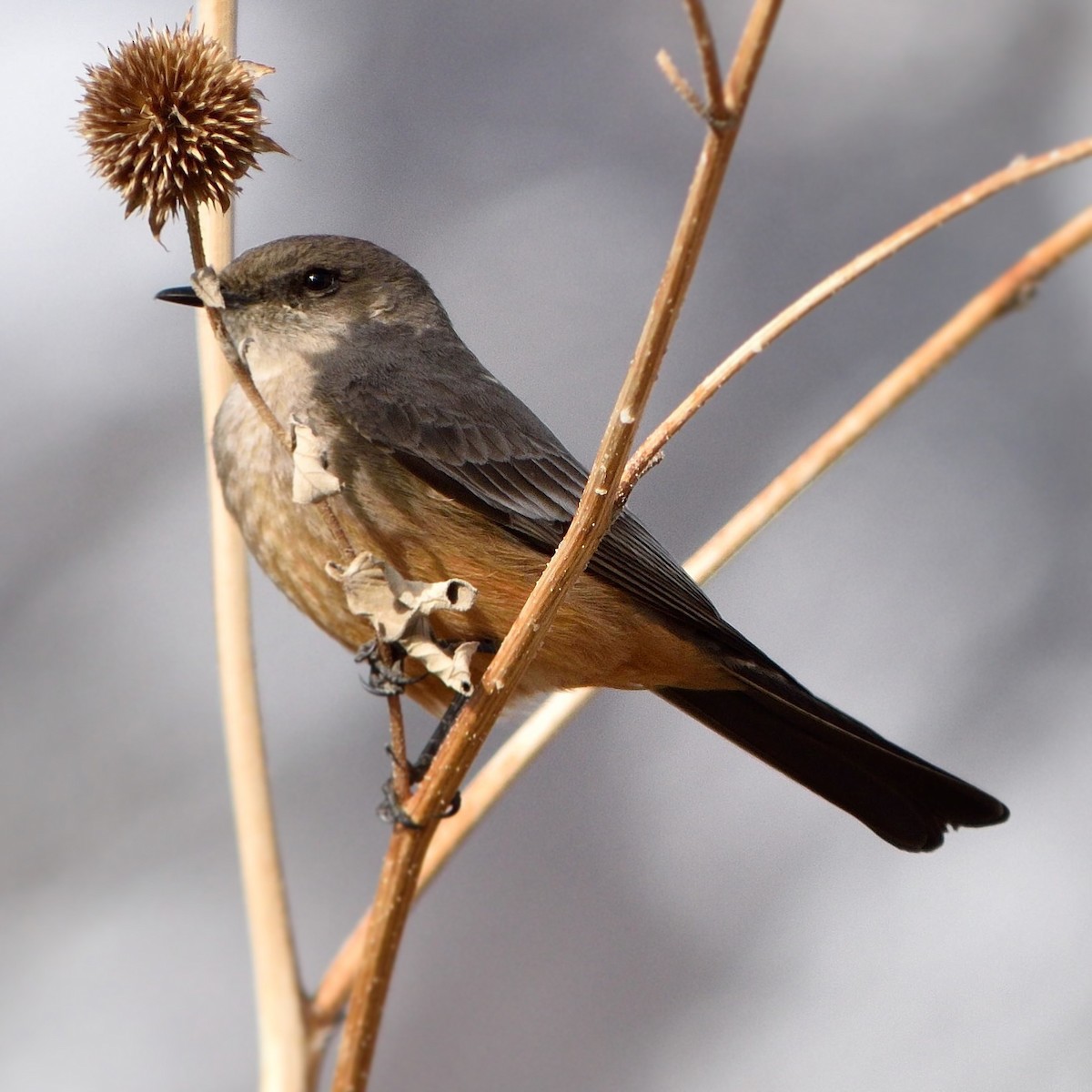Say's Phoebe - ML25732461