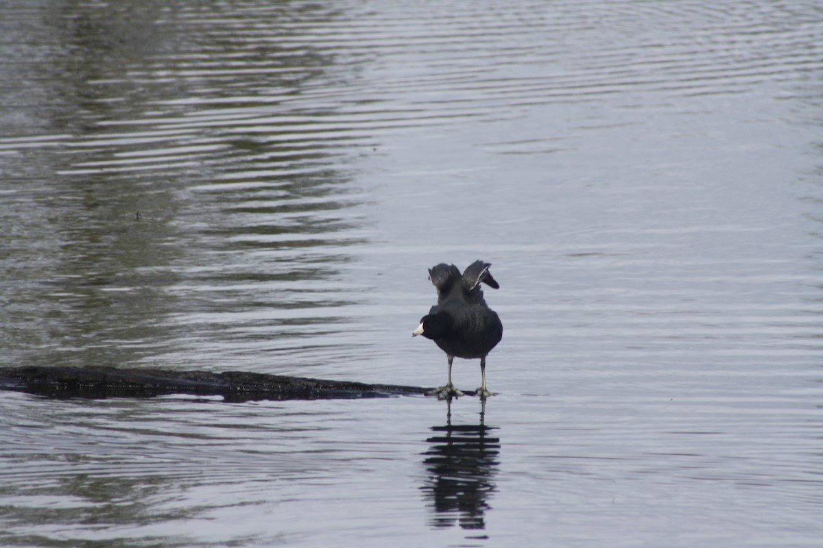 American Coot (Red-shielded) - Katie McInnis