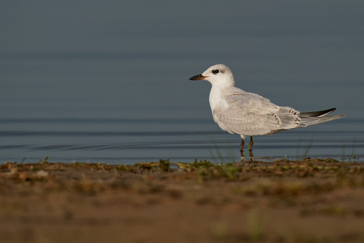 Gull-billed Tern - Vincent Wang