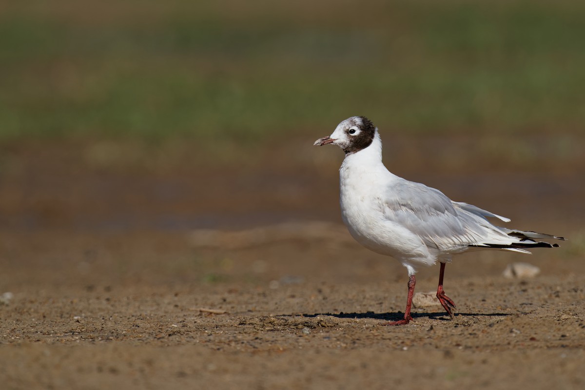 Relict Gull - Vincent Wang