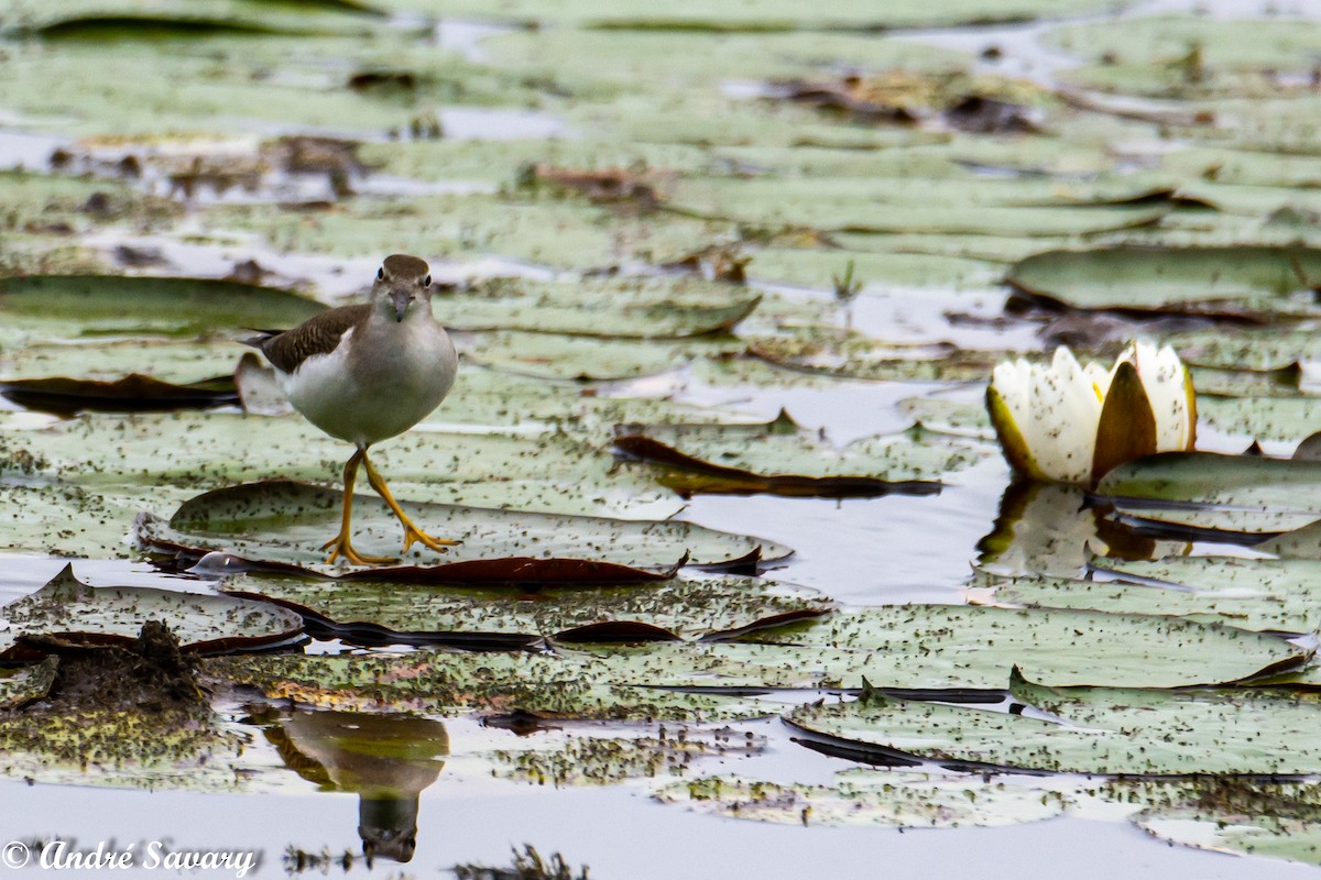 Spotted Sandpiper - ML257327621