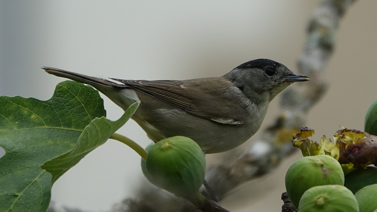 Eurasian Blackcap - ML257328721