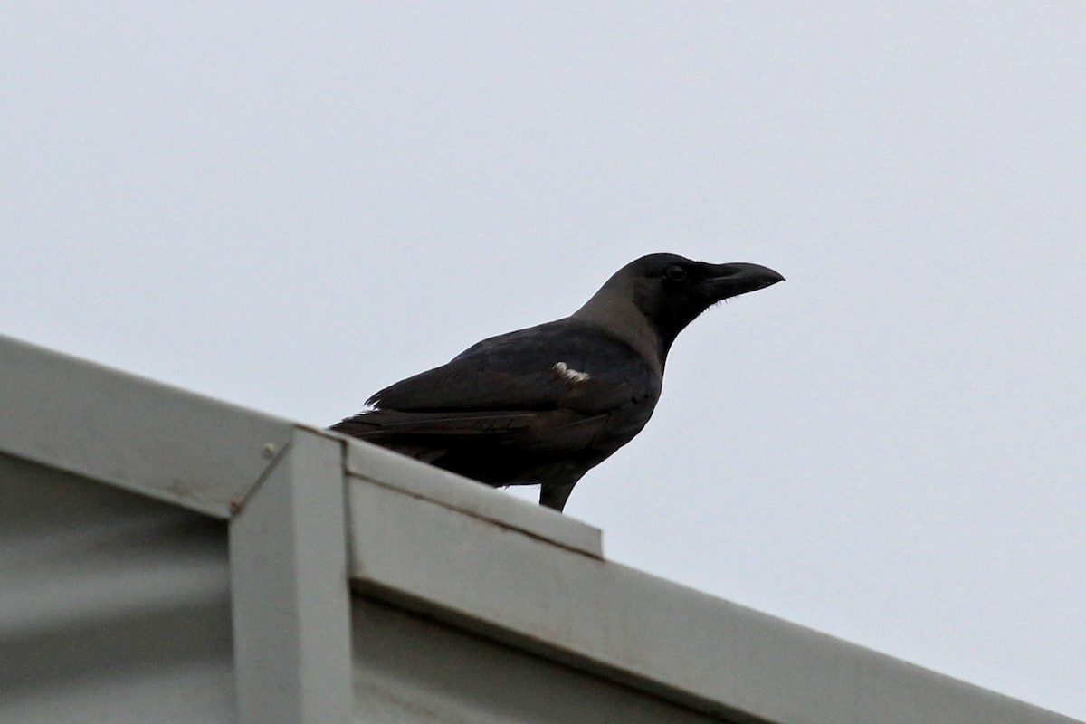 House Crow - Ray Turnbull