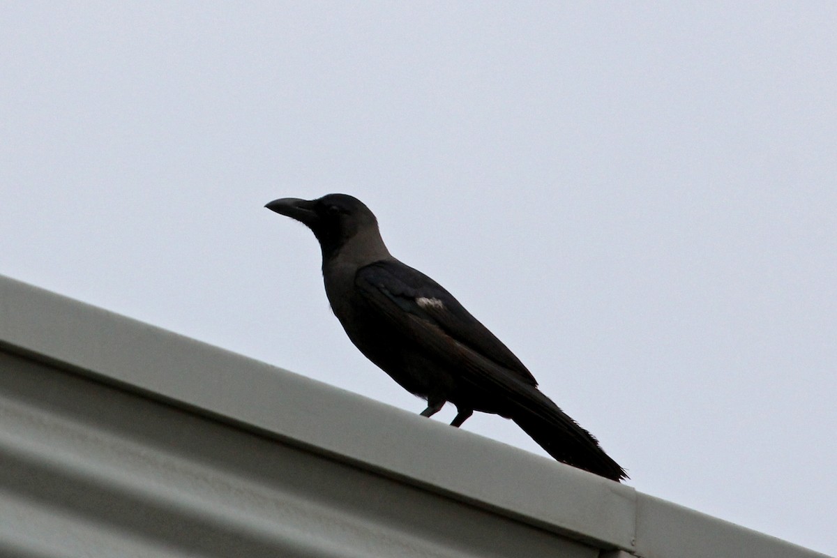 House Crow - ML25732951