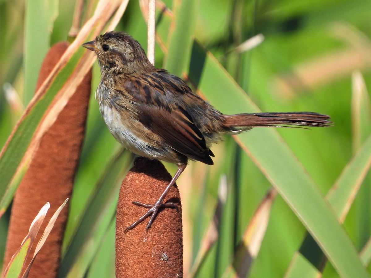 Swamp Sparrow - Doug Emlin
