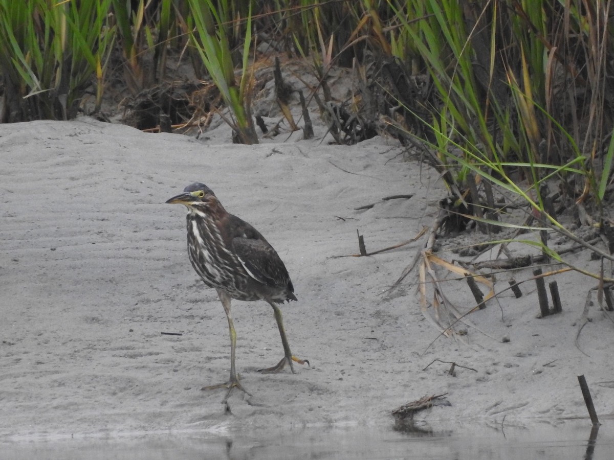 Green Heron - ML257331761