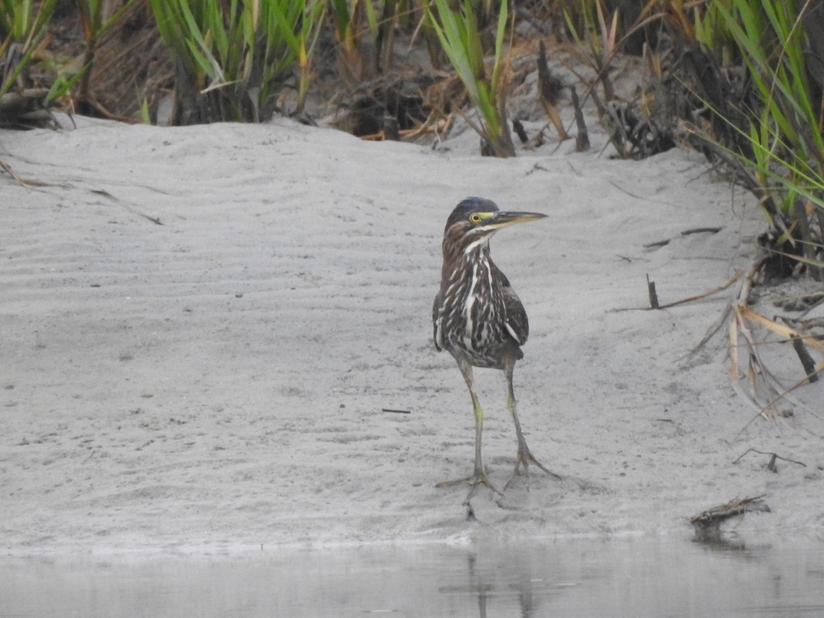 Green Heron - ML257331791