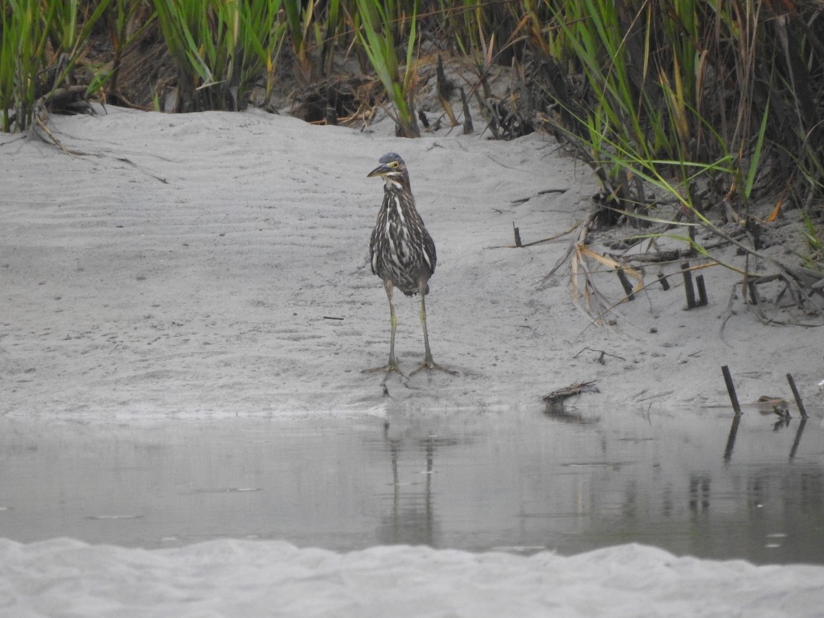 Green Heron - ML257331811