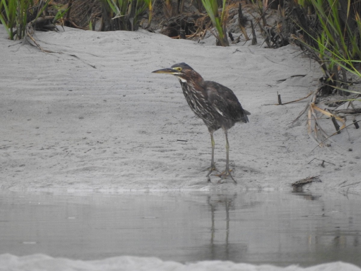 Green Heron - Bill Hooker